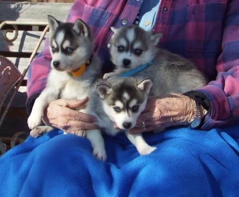 Alaskan Klee Kai puppies for sale 